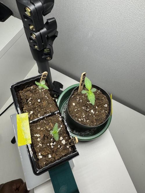 First Strains - Mimosa & Purple Punch. Week 1