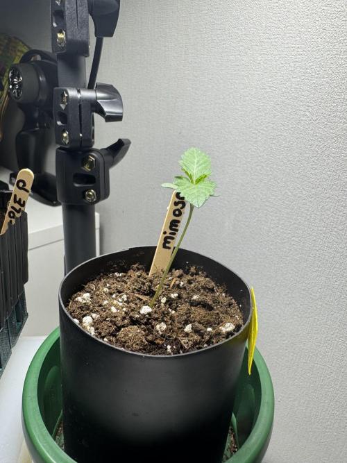 First Strains - Mimosa & Purple Punch. Week 1