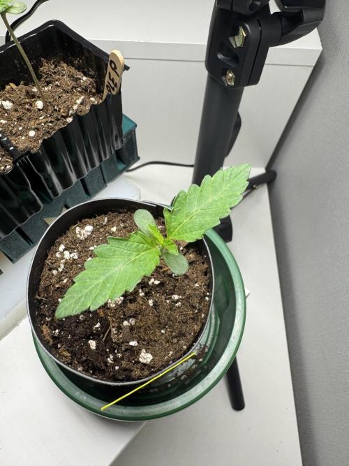 First Strains - Mimosa & Purple Punch. Week 1