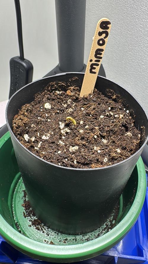First Strains - Mimosa & Purple Punch. Week 0