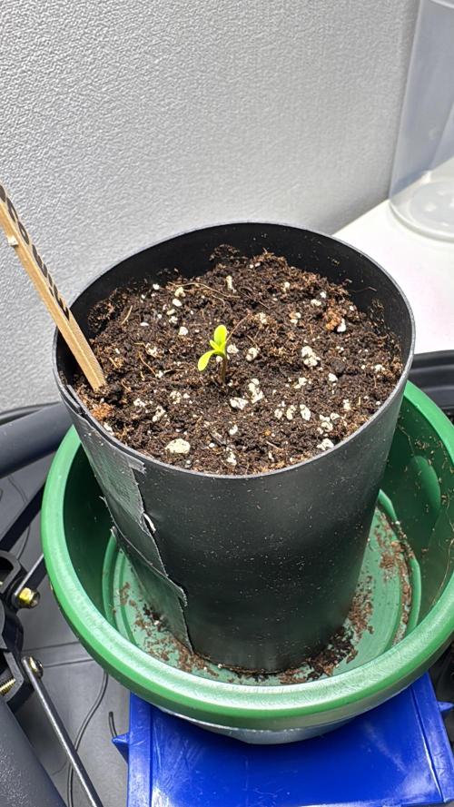 First Strains - Mimosa & Purple Punch. Week 0