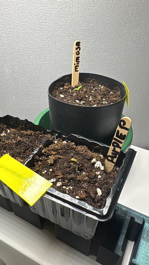 First Strains - Mimosa & Purple Punch. Week 0