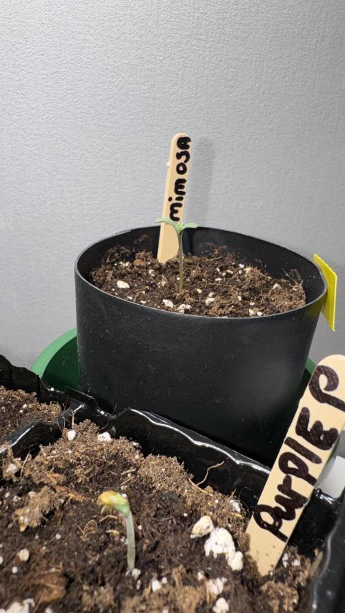 First Strains - Mimosa & Purple Punch. Week 0