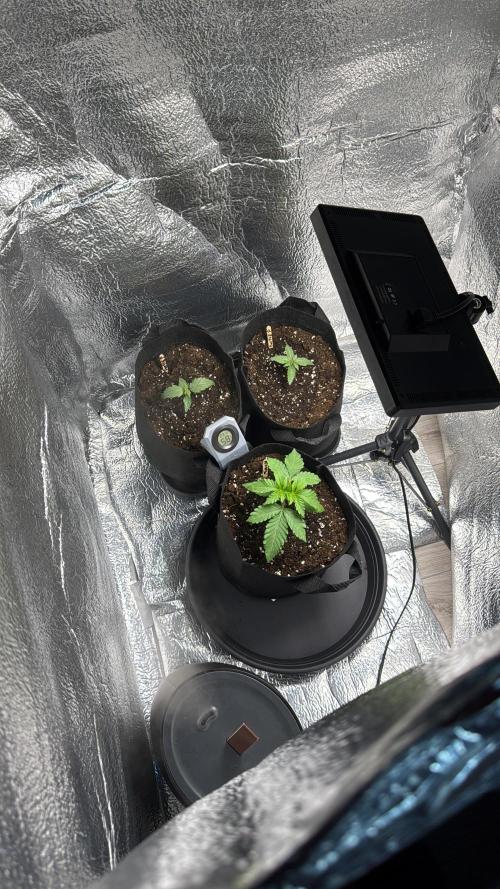 First Strains - Mimosa & Purple Punch. Week 2 - 7/06