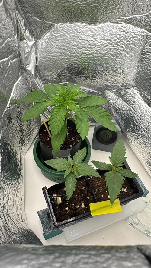 First Strains - Mimosa & Purple Punch. Week 2 - 7/06 Mimosa is growing