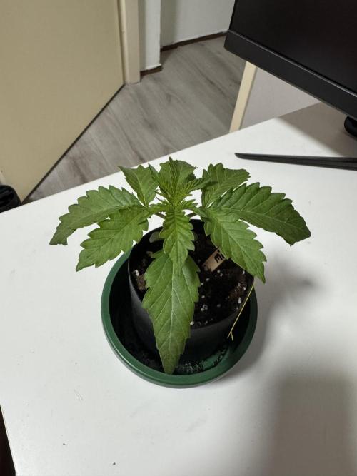 First Strains - Mimosa & Purple Punch. Week 2 - 6/06
