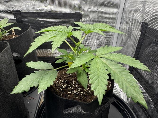First Strains - Mimosa & Purple Punch. Week 2 - 12/06