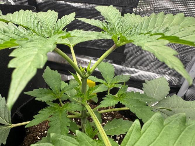 First Strains - Mimosa & Purple Punch. Week 2 - Topping 12/06