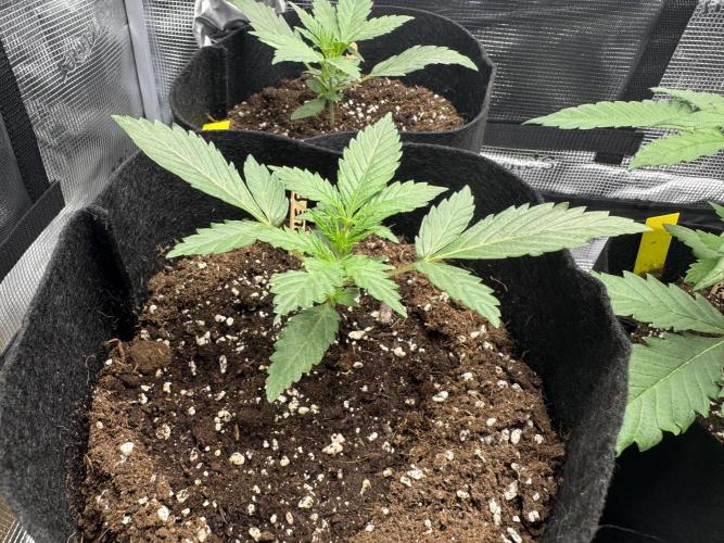 First Strains - Mimosa & Purple Punch. Week 2