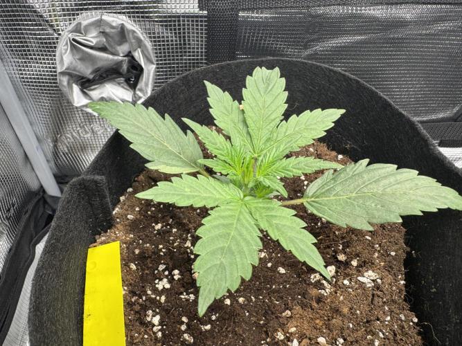 First Strains - Mimosa & Purple Punch. Week 2