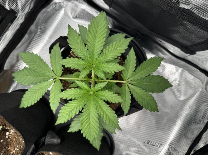 First Strains - Mimosa & Purple Punch. Week 2