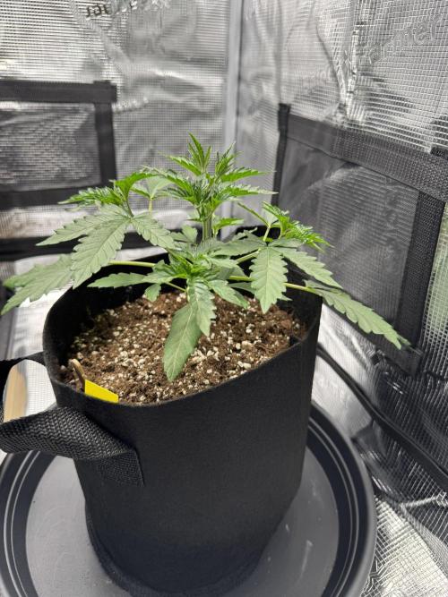 First Strains - Mimosa & Purple Punch. Week 2 - 14/06