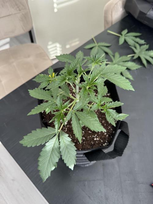 First Strains - Mimosa & Purple Punch. Week 2 - 14/06