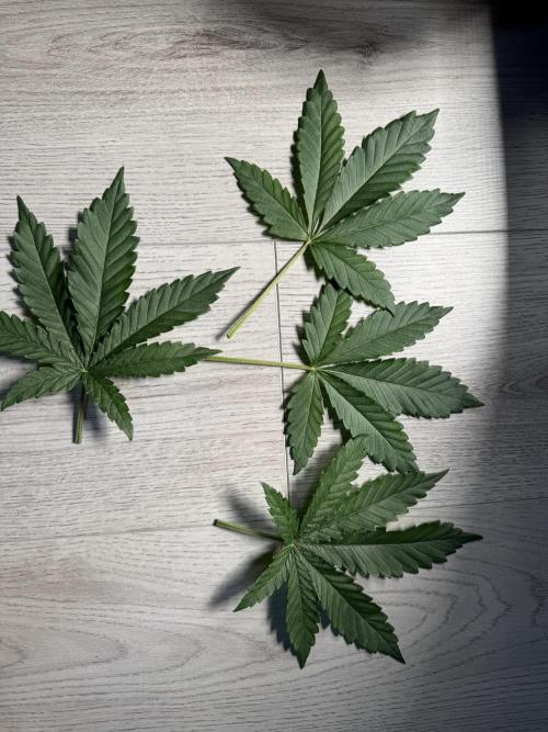 First Strains - Mimosa & Purple Punch. Week 2 - 14/06