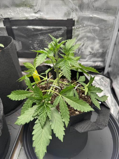First Strains - Mimosa & Purple Punch. Week 3 - 15/06
Mimosa