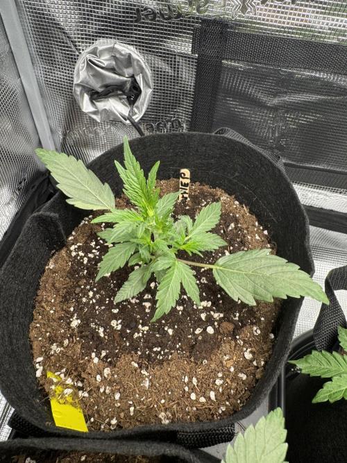 First Strains - Mimosa & Purple Punch. Week 3 - 15/06
Purple Punch