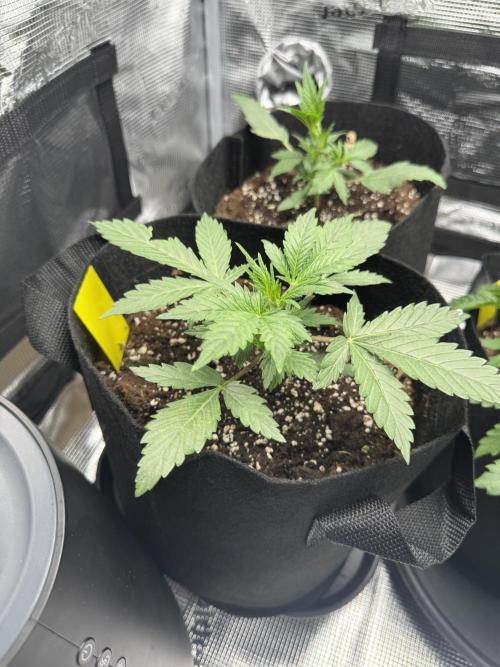 First Strains - Mimosa & Purple Punch. Week 3 - 15/06
Purple Punch