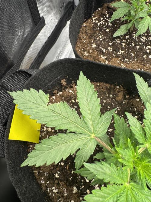 First Strains - Mimosa & Purple Punch. Week 3 - 15/06 monster bite?
Purple Punch