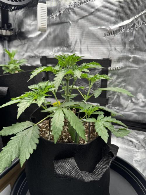 First Strains - Mimosa & Purple Punch. Week 3 - 16/06 Mimosa