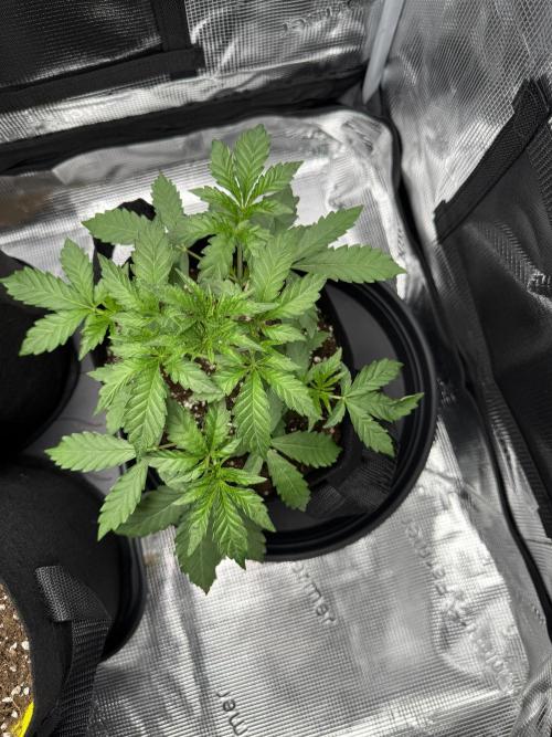 First Strains - Mimosa & Purple Punch. Week 3 - 16/06 Mimosa