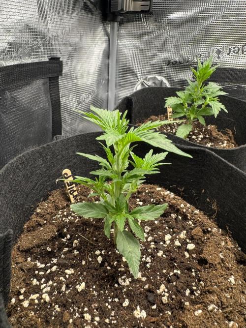 First Strains - Mimosa & Purple Punch. Week 3 - 16/06 2 x Purple Punch 