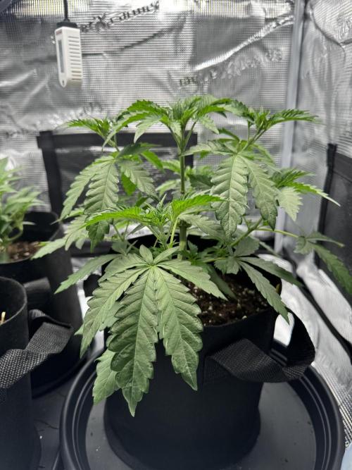 First Strains - Mimosa & Purple Punch. Week 3 - 19/06 Mimosa