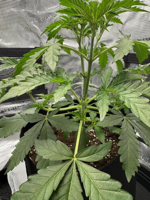 First Strains - Mimosa & Purple Punch. Week 3 - 19/06 Mimosa
