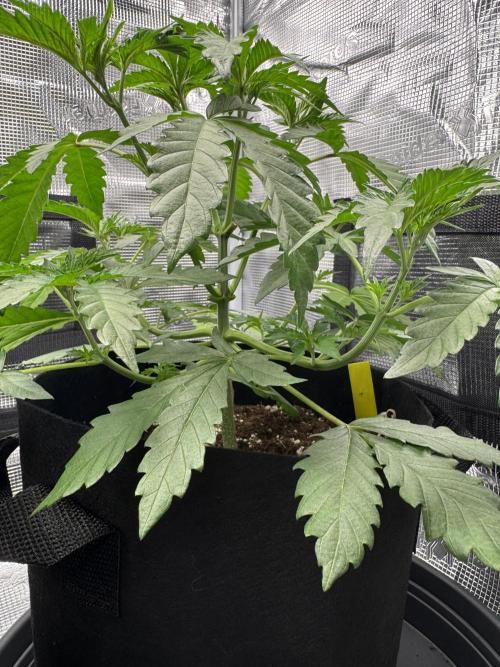 First Strains - Mimosa & Purple Punch. Week 3 - 19/06 Mimosa