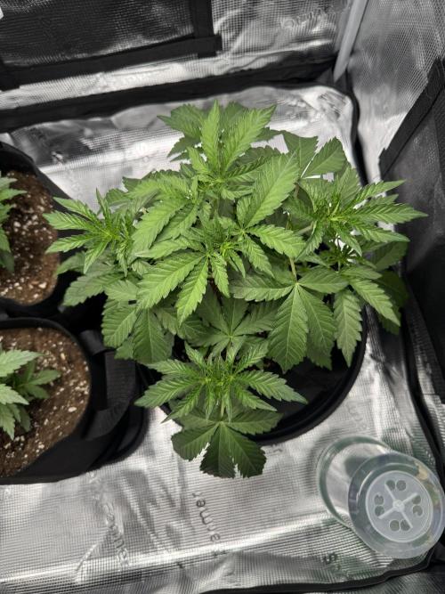 First Strains - Mimosa & Purple Punch. Week 3 - 19/06 Mimosa