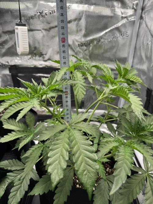First Strains - Mimosa & Purple Punch. Week 3 - 20/06 Mimosa 26cm