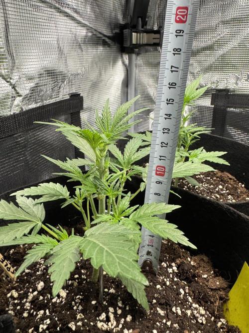 First Strains - Mimosa & Purple Punch. Week 3 - 20/06 Purple Punch 15cm