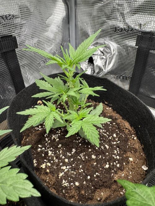 First Strains - Mimosa & Purple Punch. Week 3 - 20/06 Purple Punch 