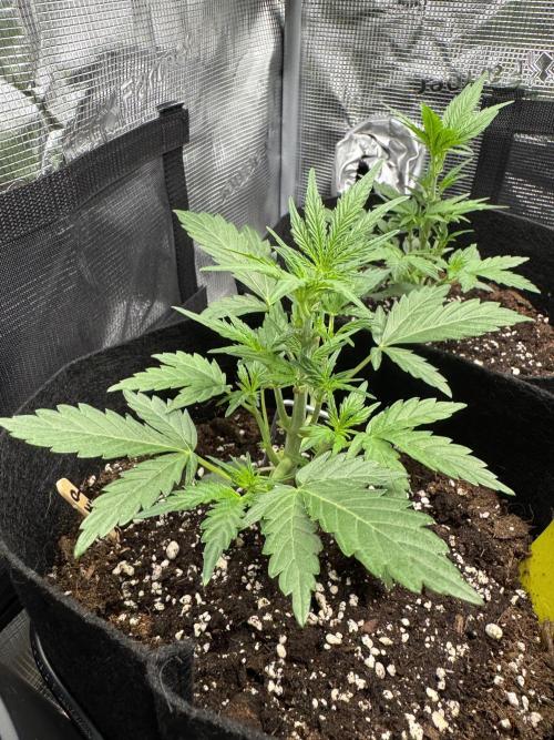 First Strains - Mimosa & Purple Punch. Week 3 - 20/06 Purple Punch 