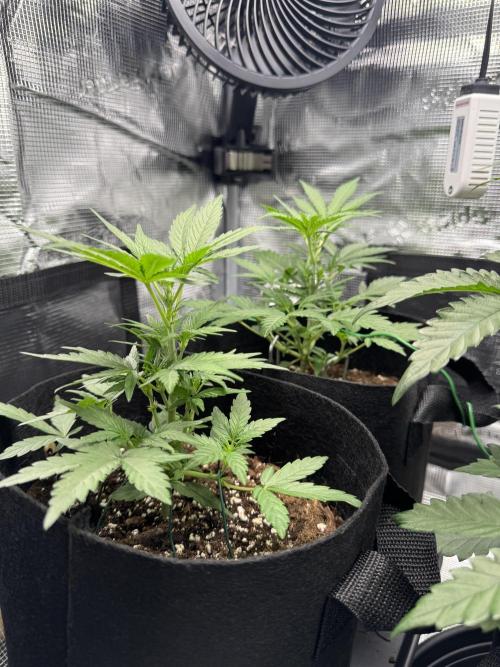 First Strains - Mimosa & Purple Punch. Week 4 - 22/6