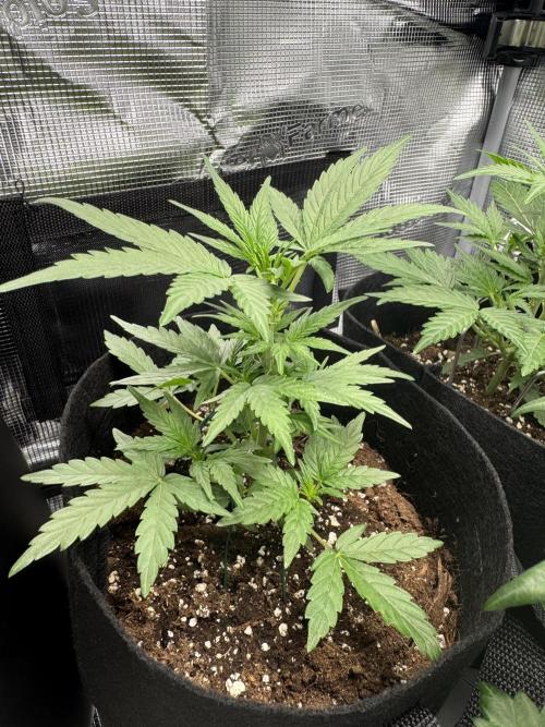 First Strains - Mimosa & Purple Punch. Week 4 - 22/6