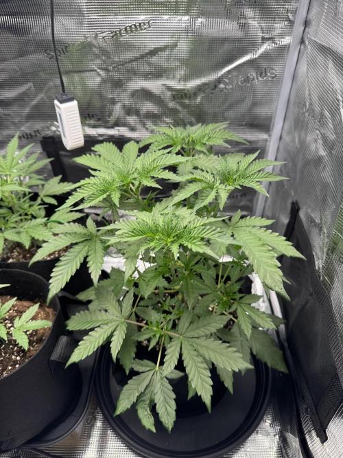 First Strains - Mimosa & Purple Punch. Week 4 - 22/6