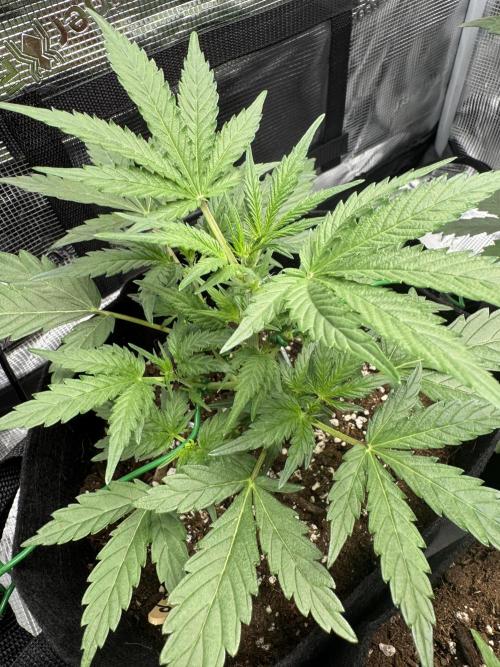First Strains - Mimosa & Purple Punch. Week 4 - 22/6
