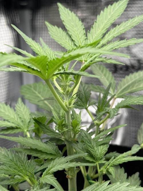 First Strains - Mimosa & Purple Punch. Week 4 - 22/6