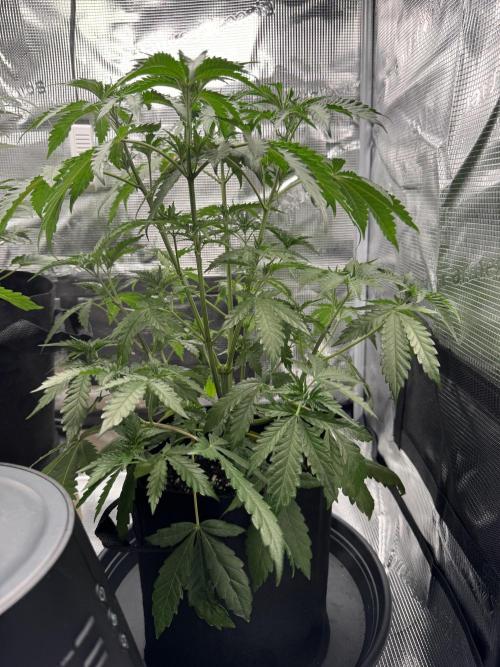 First Strains - Mimosa & Purple Punch. Week 4 - 27/6