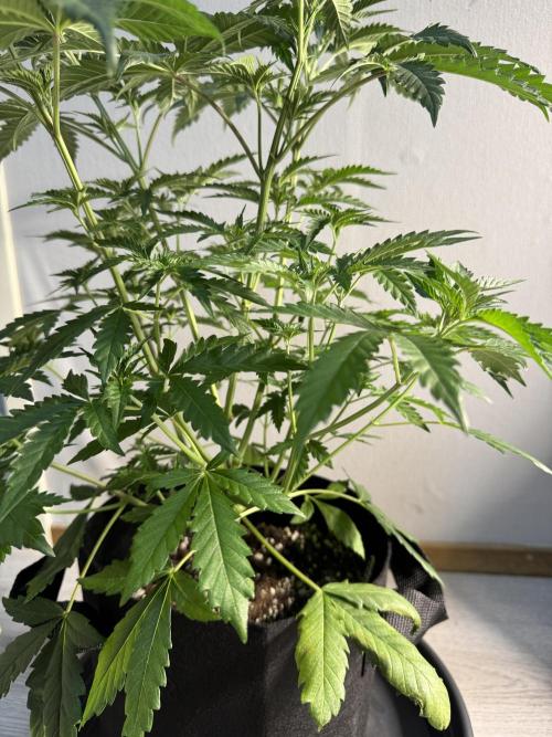 First Strains - Mimosa & Purple Punch. Week 4 - 28/6