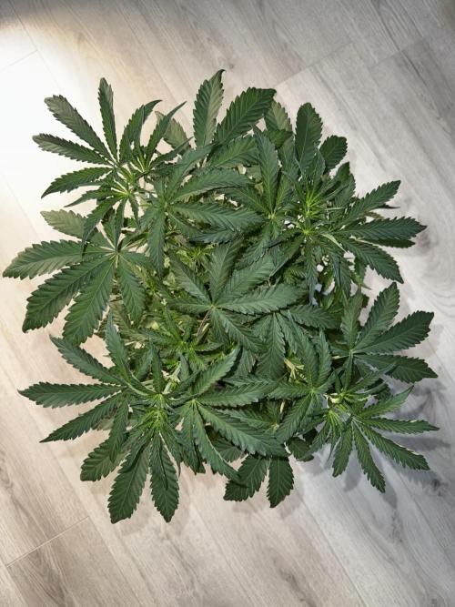 First Strains - Mimosa & Purple Punch. Week 4 - 28/6