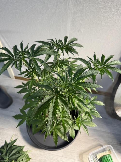 First Strains - Mimosa & Purple Punch. Week 4 - 28/6