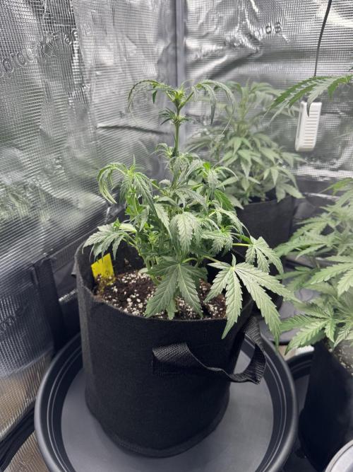 First Strains - Mimosa & Purple Punch. Week 4 - 28/6 sad about the Purple Punch 