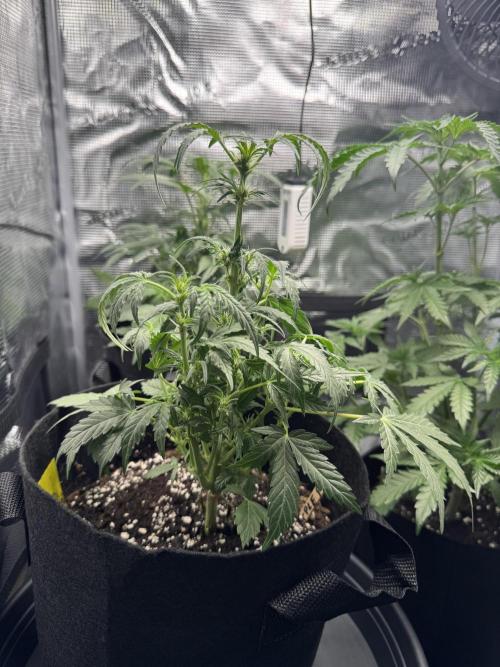 First Strains - Mimosa & Purple Punch. Week 4 - 28/6