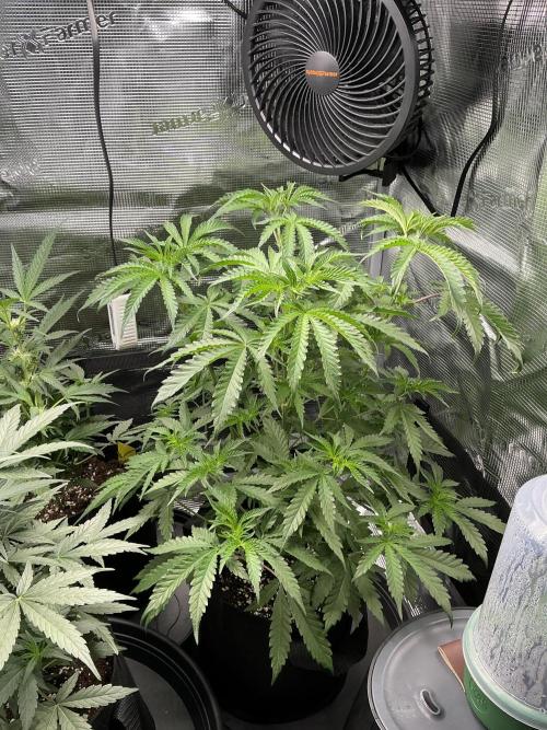 First Strains - Mimosa & Purple Punch. Week 4 - 2/07 Mimosa is Glowing