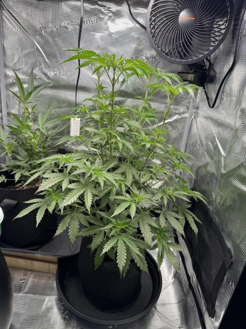 First Strains - Mimosa & Purple Punch. Week 5 - 04/07
