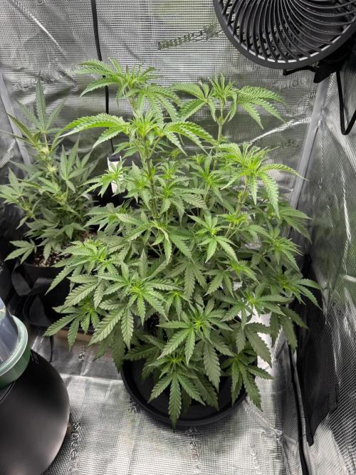 First Strains - Mimosa & Purple Punch. Week 5 - 04/07