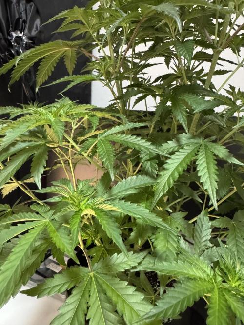 First Strains - Mimosa & Purple Punch. Week 5 - 04/07