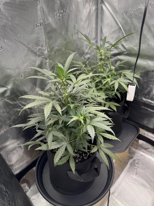 First Strains - Mimosa & Purple Punch. Week 5 - 07/07 Purple Punch start flowering 