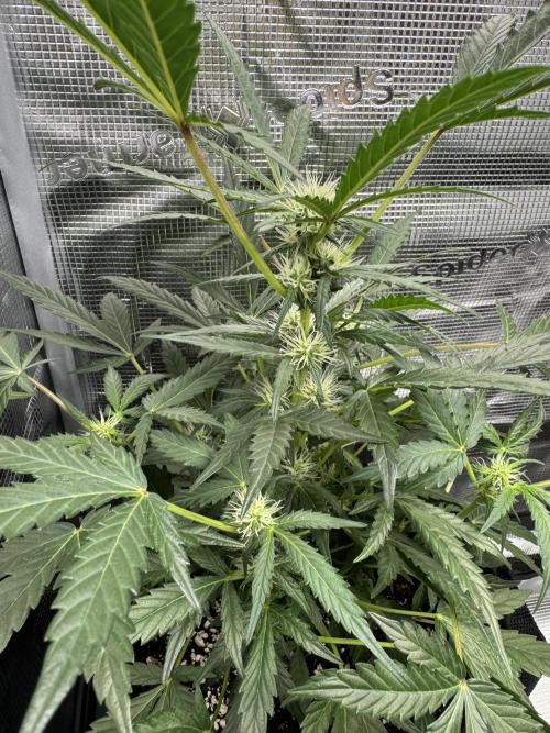 First Strains - Mimosa & Purple Punch. Week 6 - 07/07 PP Buds